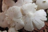 Termitomyces microcarpus image