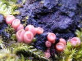 Craterocolla cerasi image