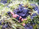 Craterocolla cerasi image