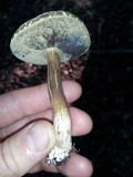 Tylopilus sordidus image