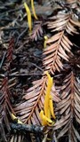 Clavulinopsis laeticolor image
