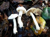 Inocybe insinuata image