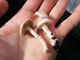 Inocybe insinuata image
