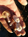 Inocybe insinuata image
