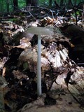 Xerula furfuracea image