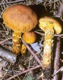 Cortinarius limonius image