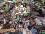 Marasmius capillaris image