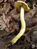 Tricholoma sulphureum image