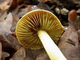 Tricholoma sulphureum image