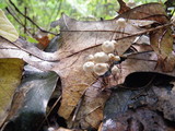 Marasmius capillaris image