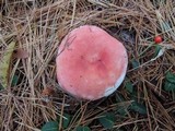 Russula silvestris image