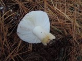 Russula silvestris image
