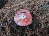 Russula silvestris image