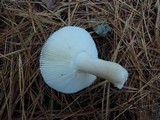 Russula silvestris image