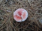 Russula silvestris image