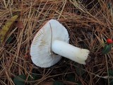 Russula silvestris image