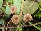 Gymnopus quercophilus image