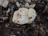 Clitocybe albirhiza image