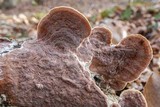 Gloeoporus dichrous image