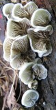 Crepidotus vulgaris image