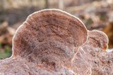 Gloeoporus dichrous image