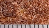 Gloeoporus dichrous image