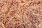 Gloeoporus dichrous image