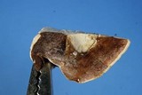 Gloeoporus dichrous image