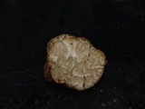 Tuber californicum image