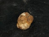 Tuber californicum image
