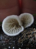 Crepidotus vulgaris image