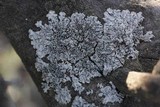 Physcia biziana image