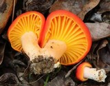 Cantharellus platyphyllus image