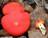 Cantharellus platyphyllus image