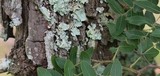 Cantharellus platyphyllus image