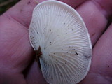 Pleurocybella porrigens image