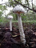 Amanita veldiei image