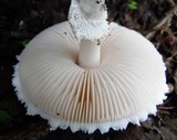 Amanita veldiei image