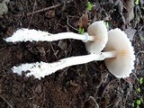 Amanita veldiei image
