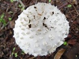 Amanita veldiei image