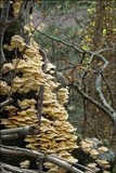 Trametes pubescens image