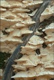 Trametes pubescens image