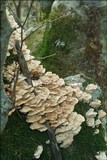Trametes pubescens image