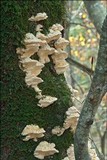 Trametes pubescens image