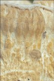 Trametes pubescens image