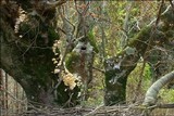 Trametes pubescens image