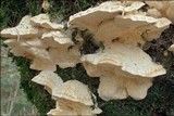 Trametes pubescens image