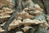 Trametes pubescens image