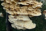 Trametes pubescens image