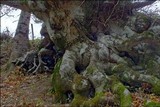 Trametes pubescens image